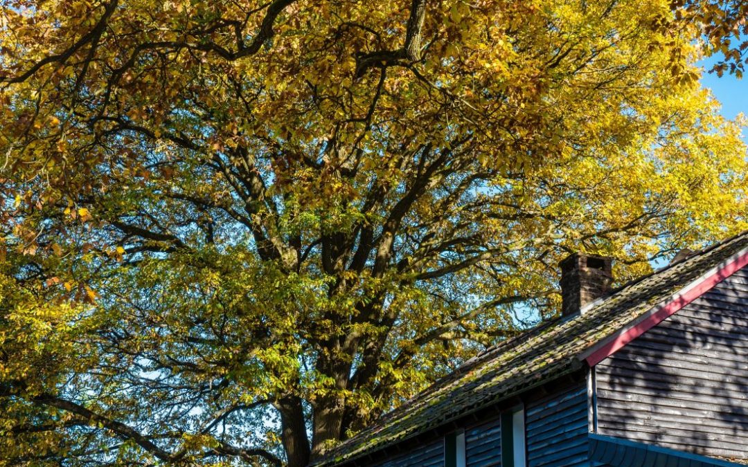 5 Surprising Benefits of Buying Your Home in Autumn